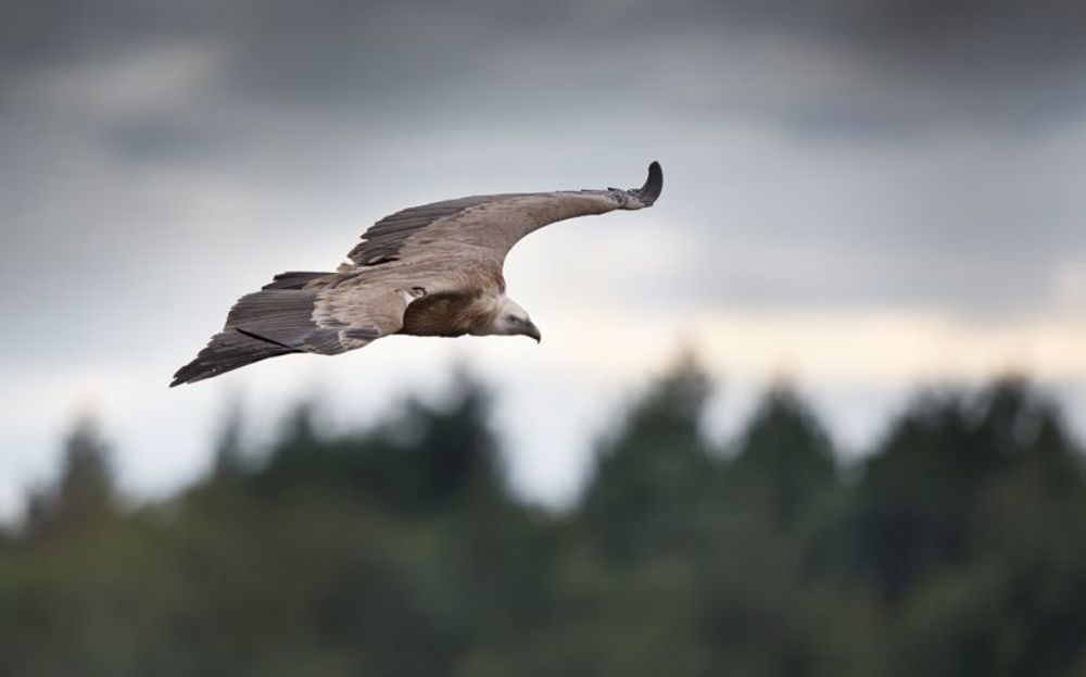  Gyps fulvus