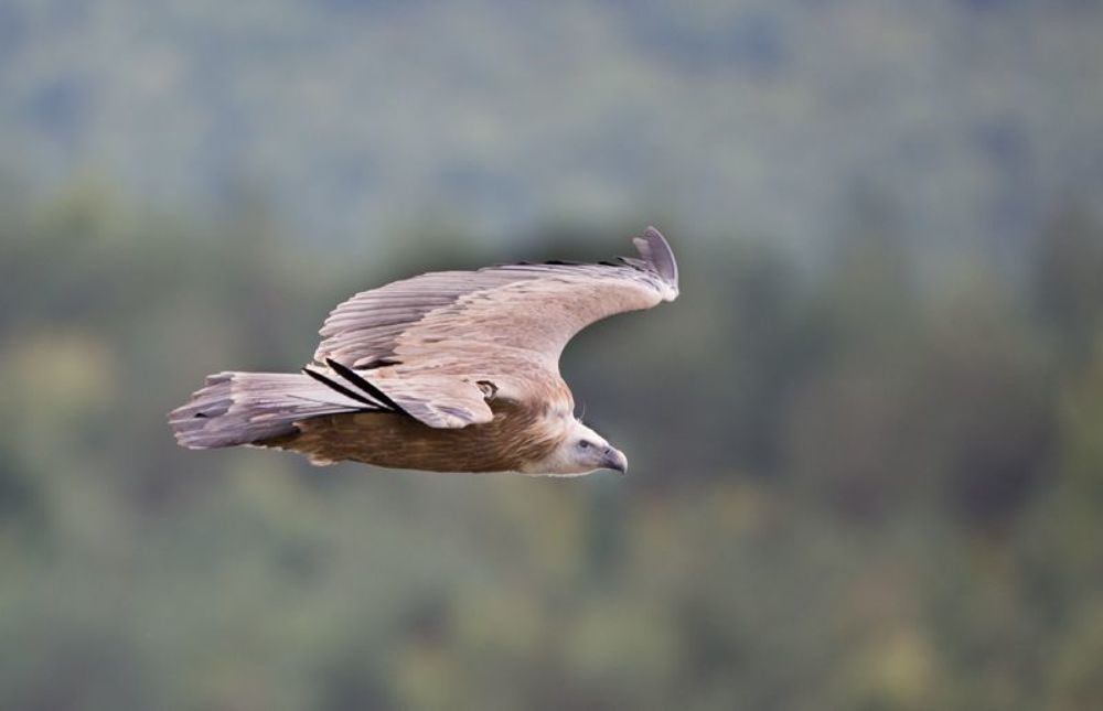  Gyps fulvus