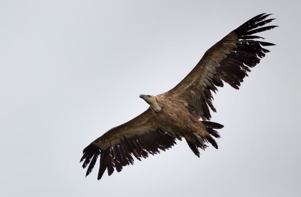  Gyps fulvus