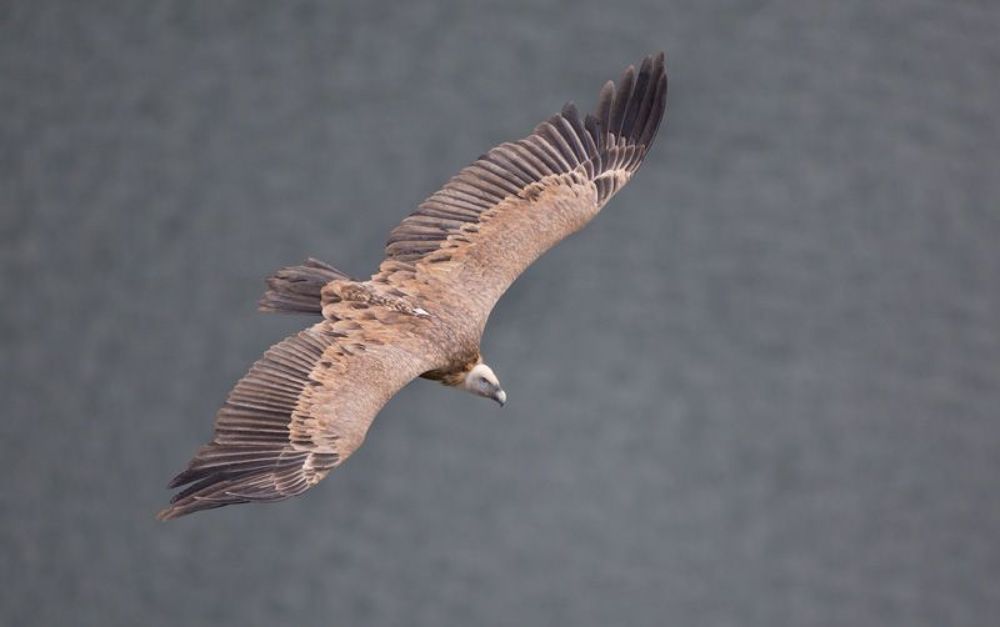  Gyps fulvus