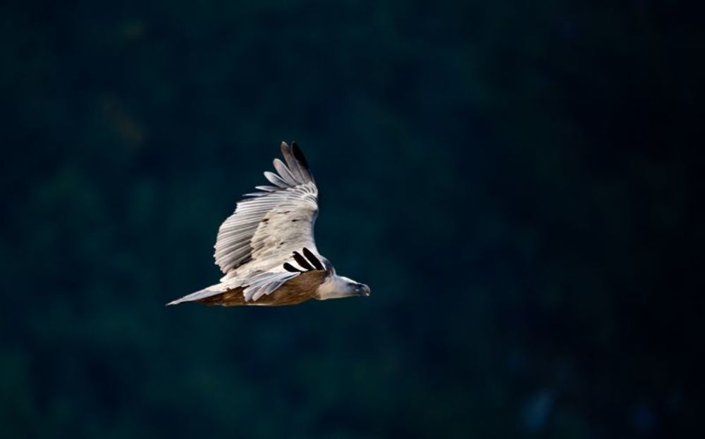  Gyps fulvus