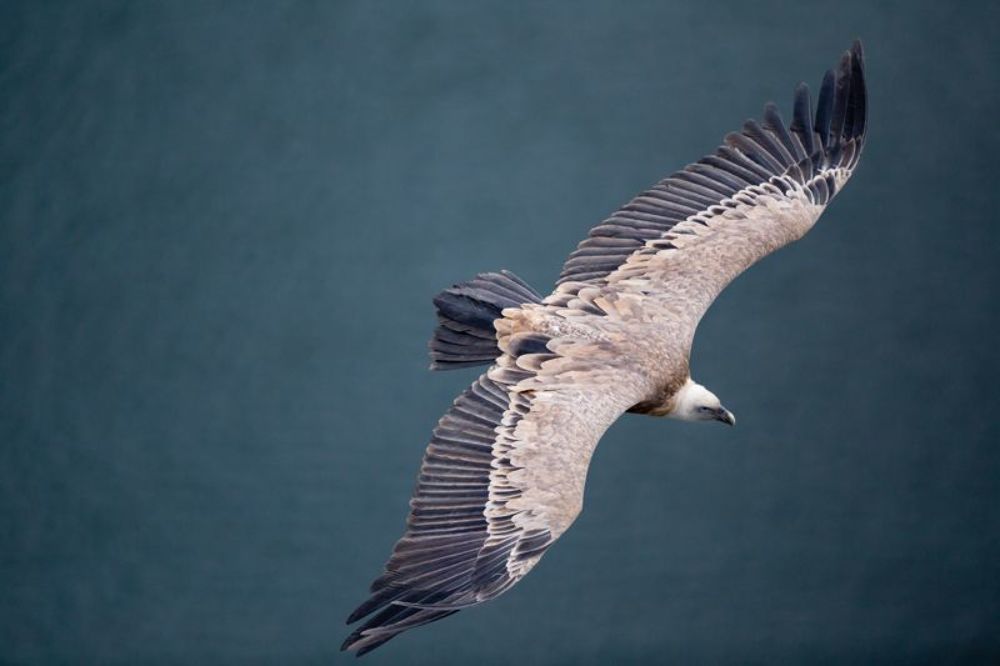  Gyps fulvus