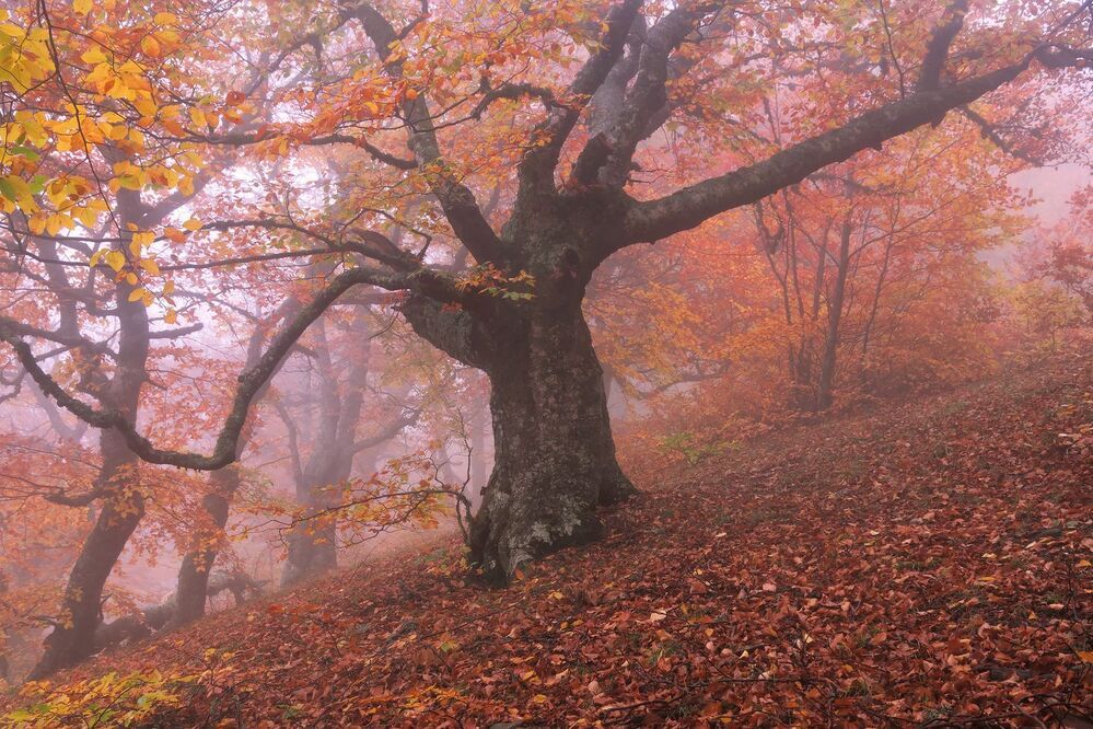 Фототур &laquo;Золото Демерджи&raquo; 14-18/10/2015г. http://phototours.com.ua/tours/zoloto-demerdzhi