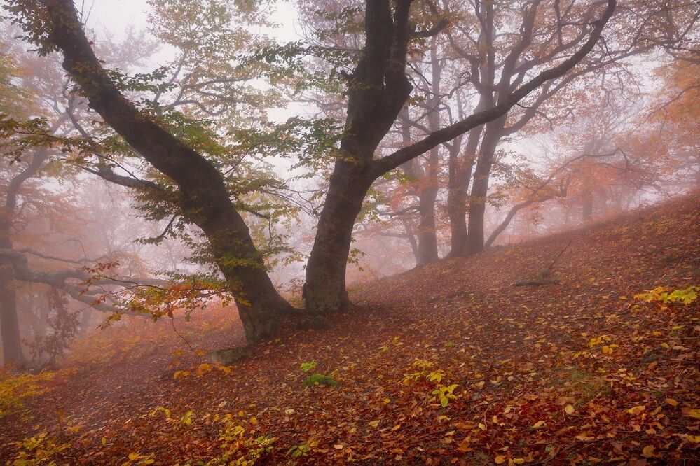 Фототур &laquo;Золото Демерджи&raquo; 14-18/10/2015г. http://phototours.com.ua/tours/zoloto-demerdzhi