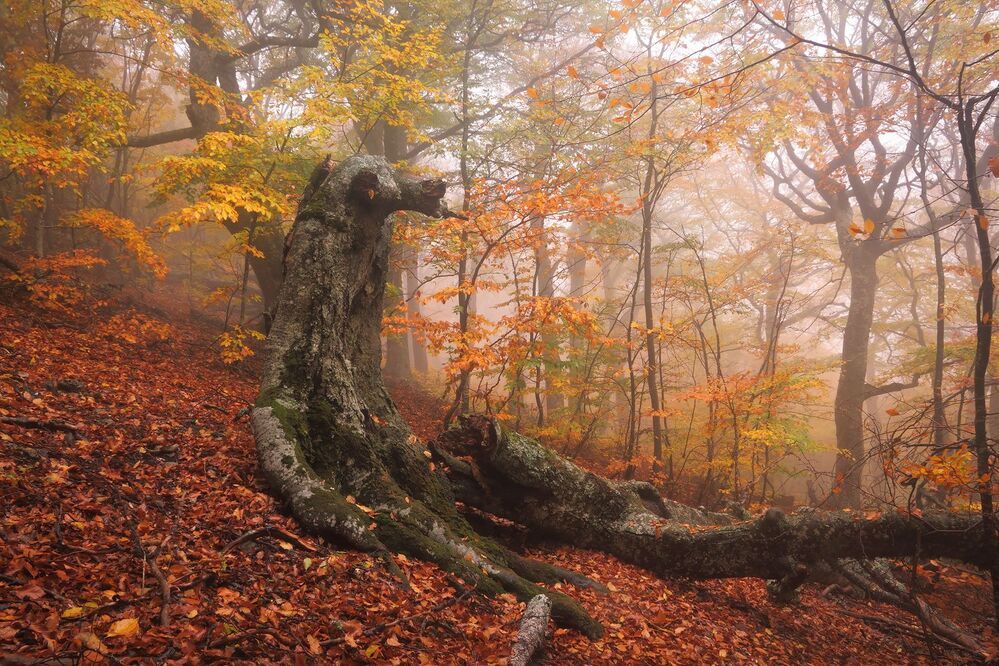 Фототур &laquo;Золото Демерджи&raquo; 14-18/10/2015г. http://phototours.com.ua/tours/zoloto-demerdzhi