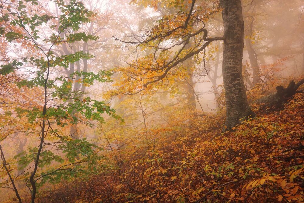 Фототур &laquo;Золото Демерджи&raquo; 14-18/10/2015г. http://phototours.com.ua/tours/zoloto-demerdzhi