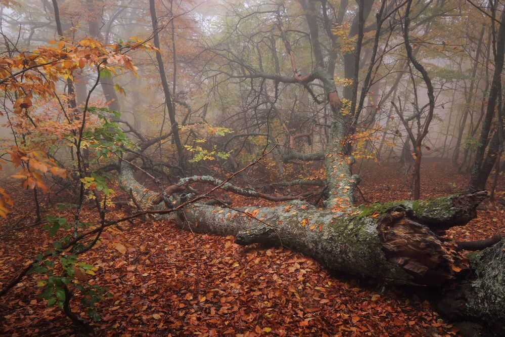 Фототур &laquo;Золото Демерджи&raquo; 14-18/10/2015г. http://phototours.com.ua/tours/zoloto-demerdzhi