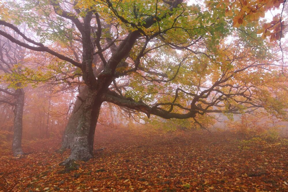 Фототур &laquo;Золото Демерджи&raquo; 14-18/10/2015г. http://phototours.com.ua/tours/zoloto-demerdzhi