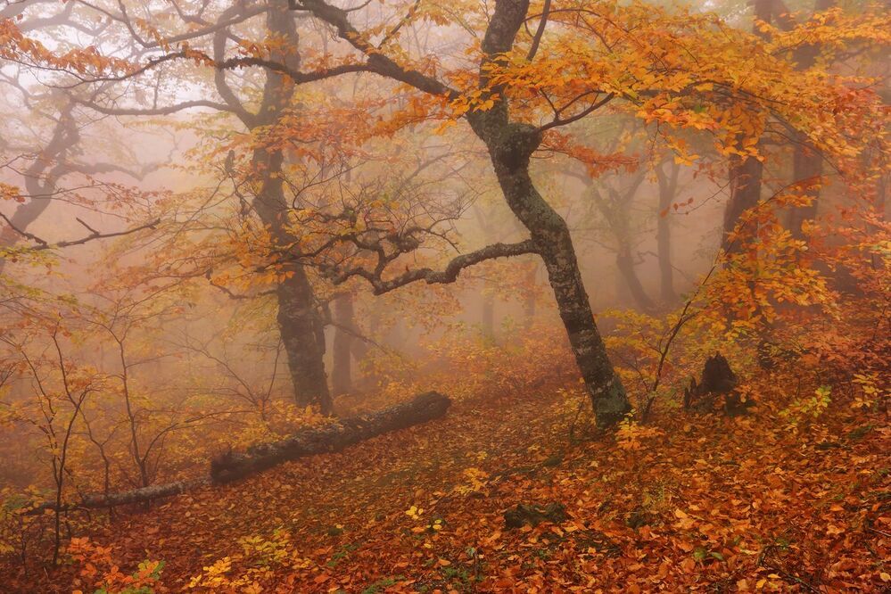 Фототур &laquo;Золото Демерджи&raquo; 14-18/10/2015г. http://phototours.com.ua/tours/zoloto-demerdzhi