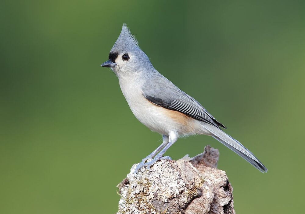 Острохохлая синица - Tufted Titmouse