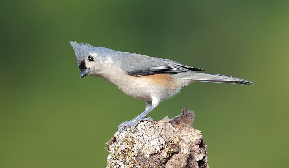 Острохохлая синица - Tufted Titmouse