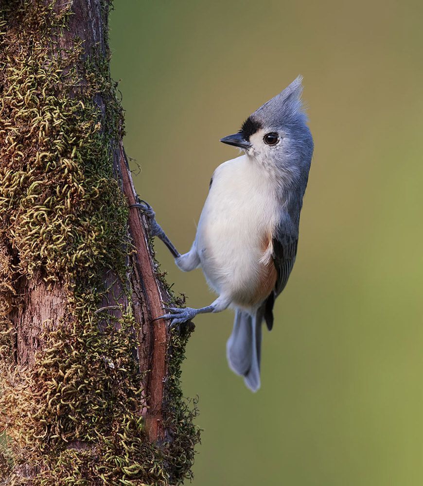 Острохохлая синица - Tufted Titmouse