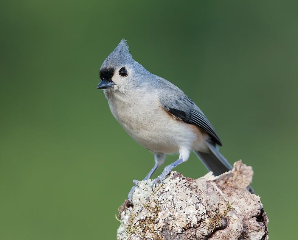 Острохохлая синица - Tufted Titmouse