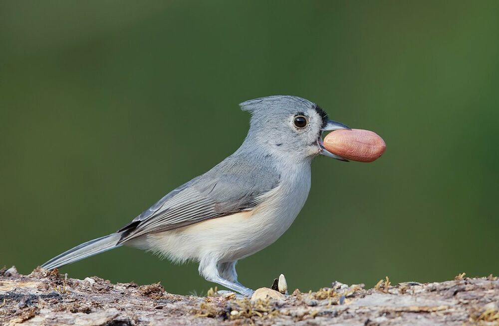 Острохохлая синица - Tufted Titmouse