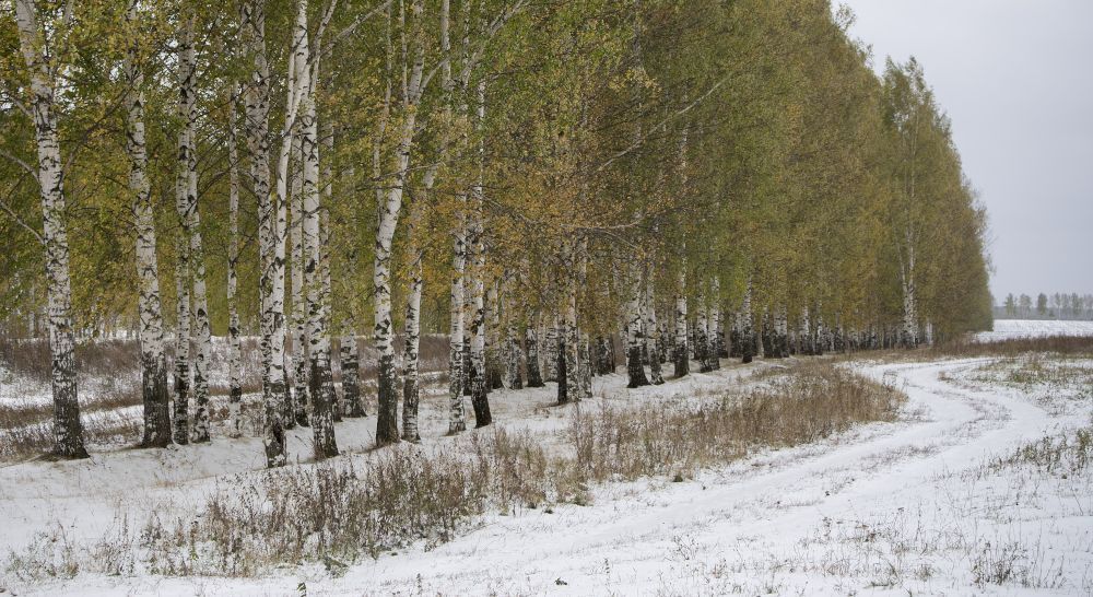 Про осень и первый снег.