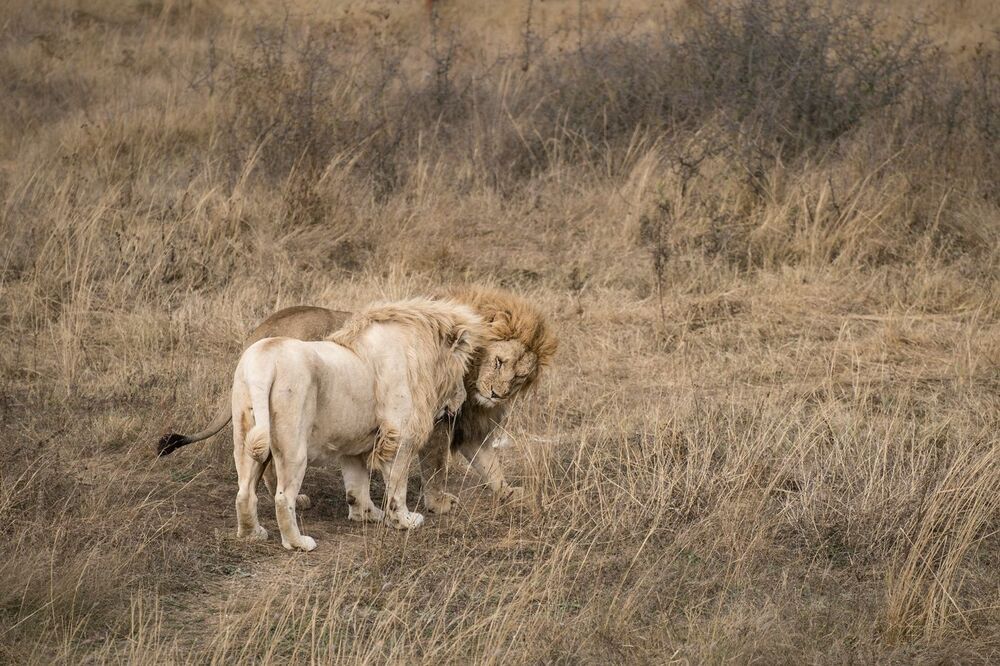 Одной крови