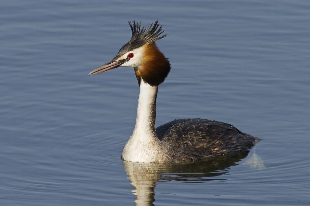 Great crested grebe.