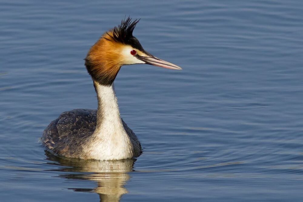 Great crested grebe.