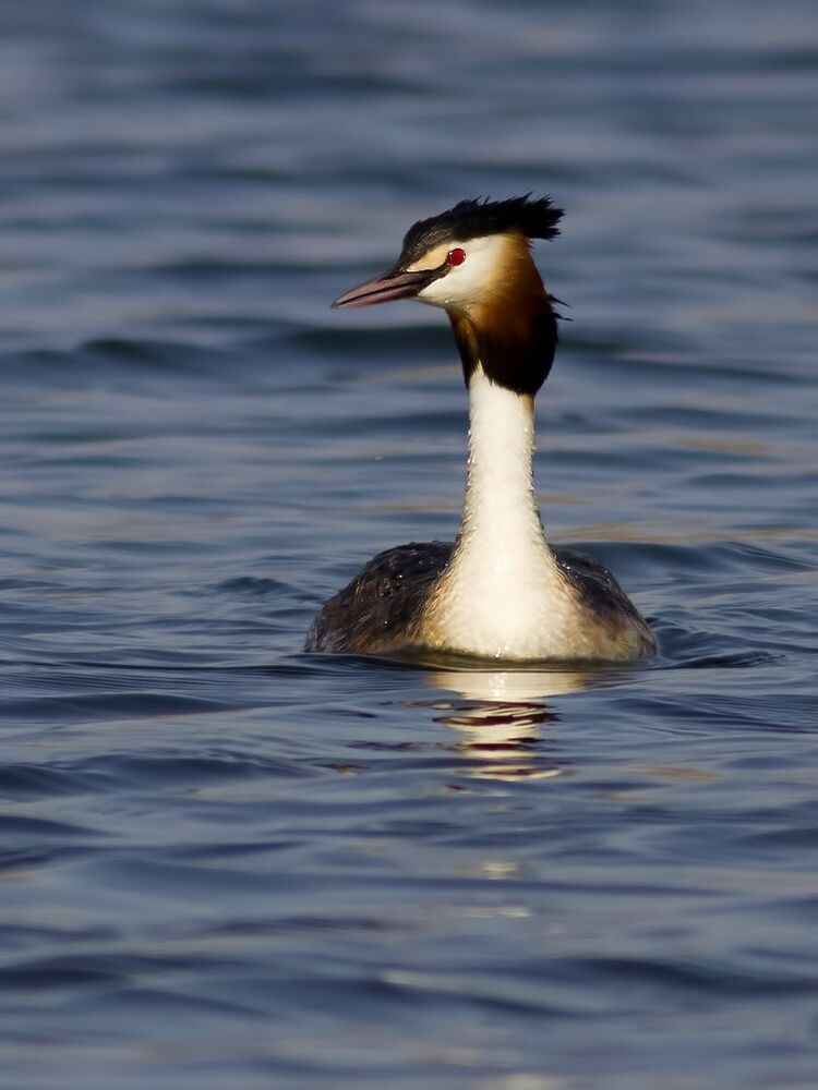 Great crested grebe.