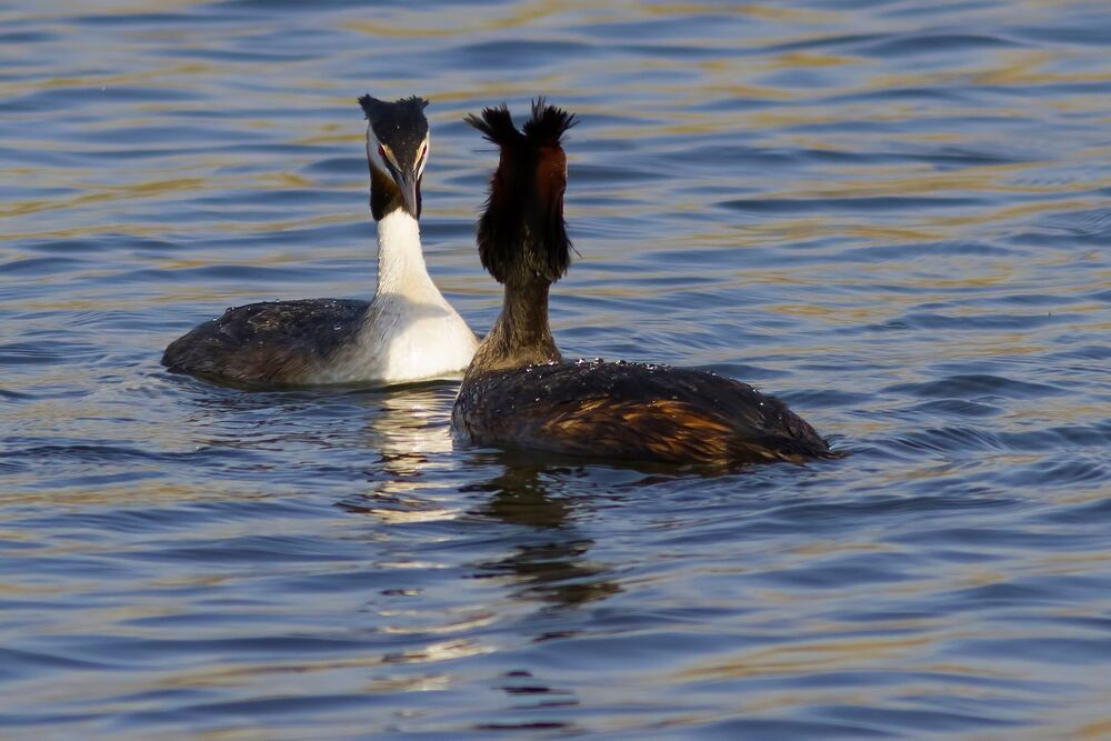 Great crested grebe.