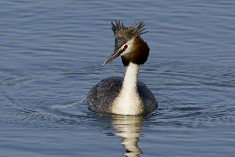 Great crested grebe.