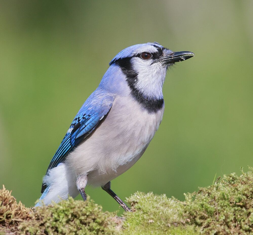 Голубая сойка - Blue Jay
