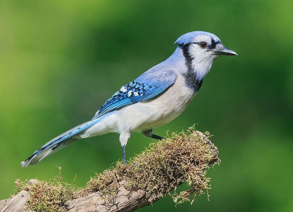 Голубая сойка - Blue Jay