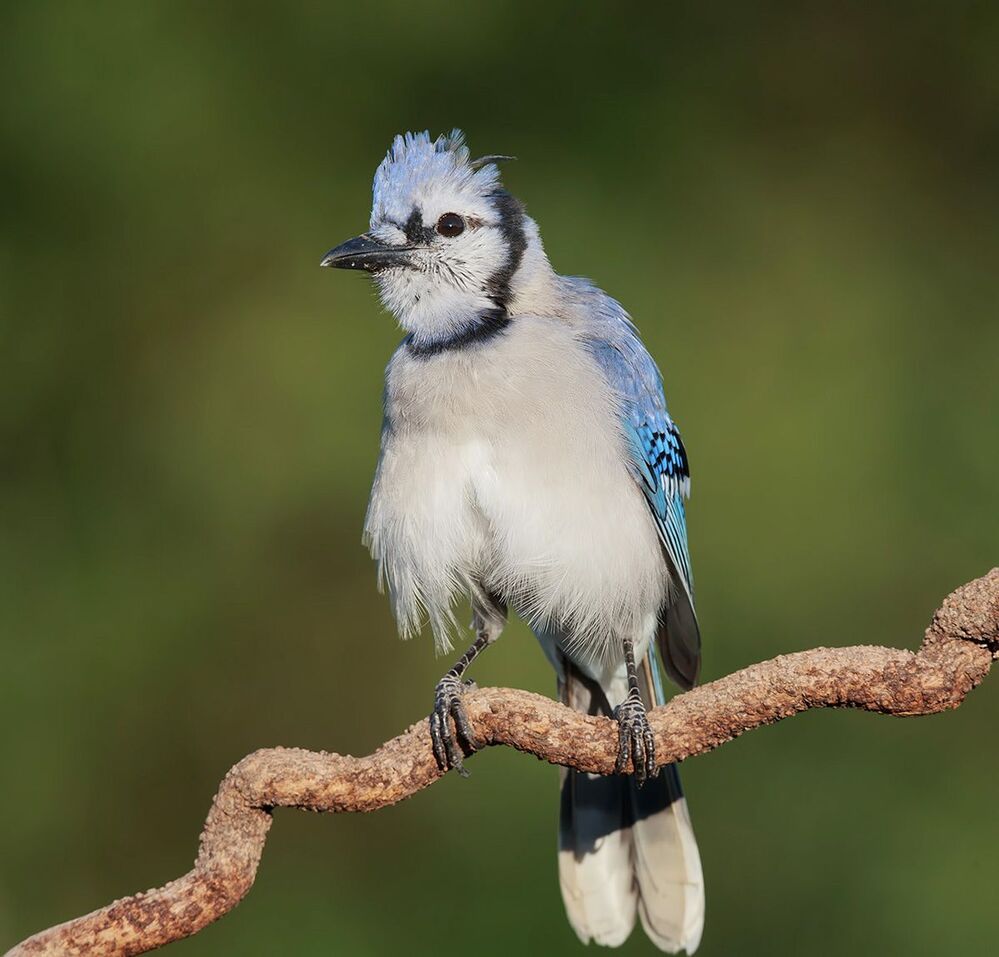 Голубая сойка - Blue Jay