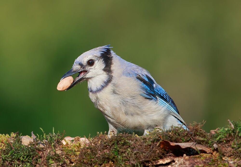 Голубая сойка - Blue Jay