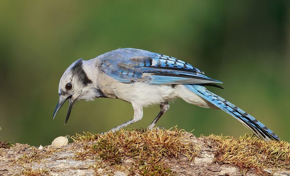 Голубая сойка - Blue Jay