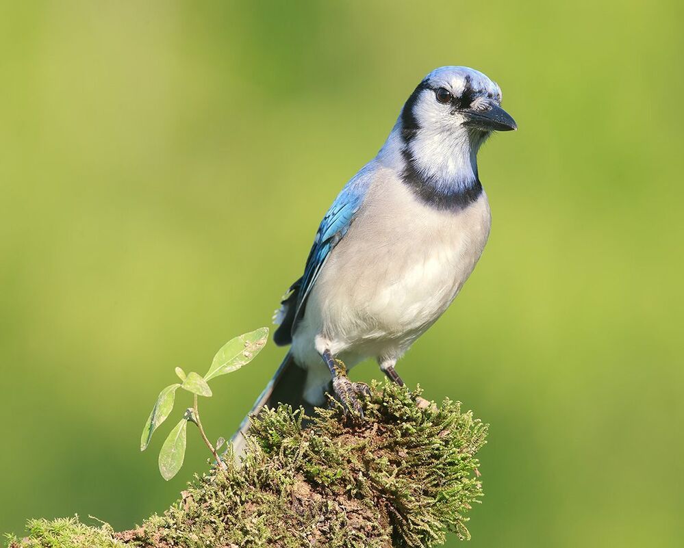 Голубая сойка - Blue Jay