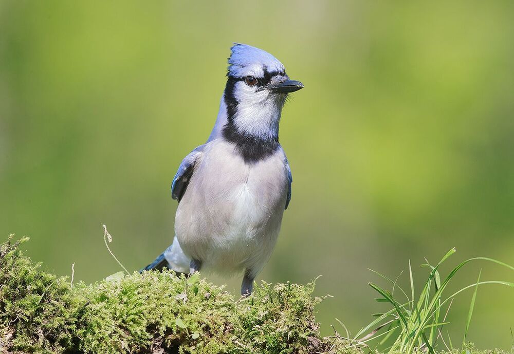 Голубая сойка - Blue Jay