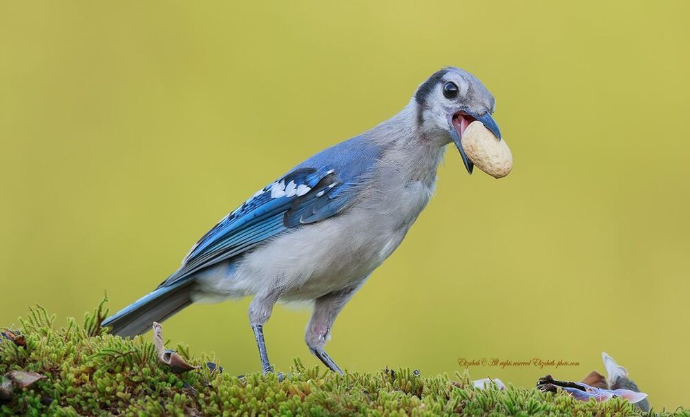 Голубая сойка - Blue Jay