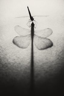 поцелуй стрекозы