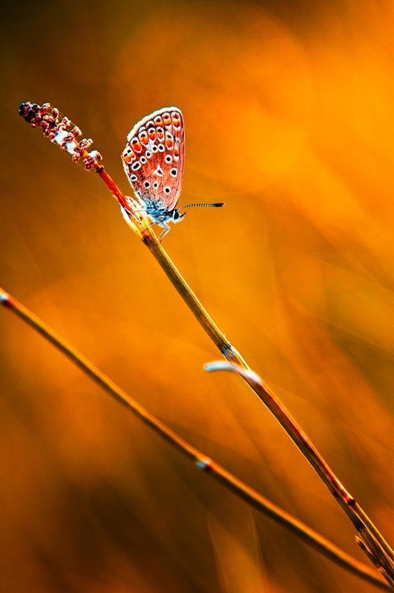 Papillon in the sunset