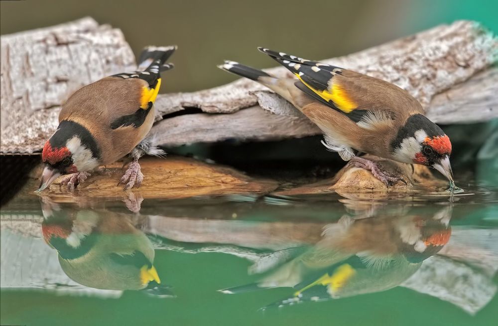doppio cardellino