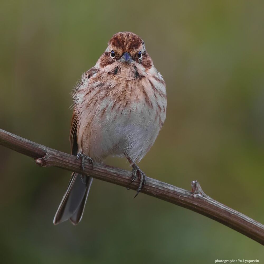 Reed bunting.