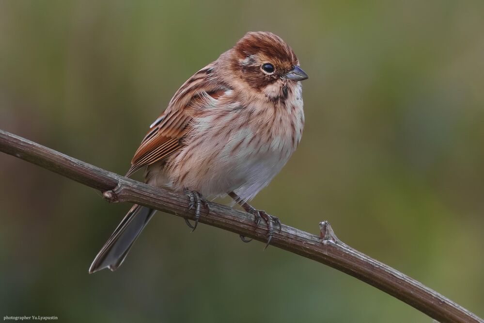 Reed bunting.