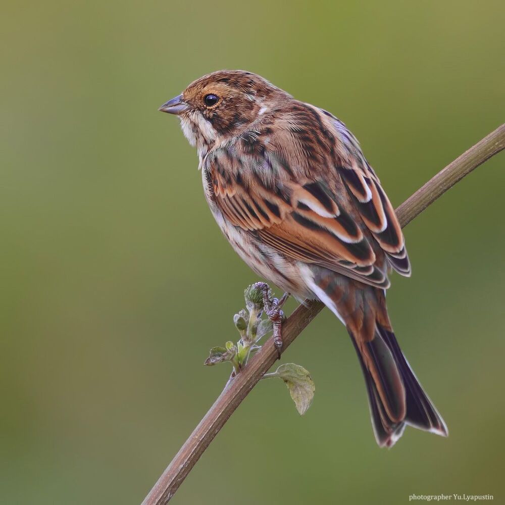 Reed bunting.