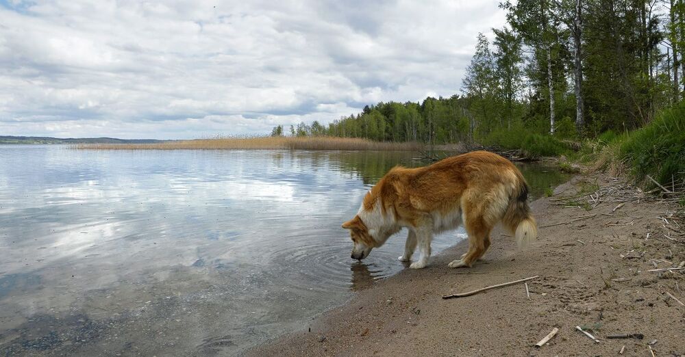 Водопой.