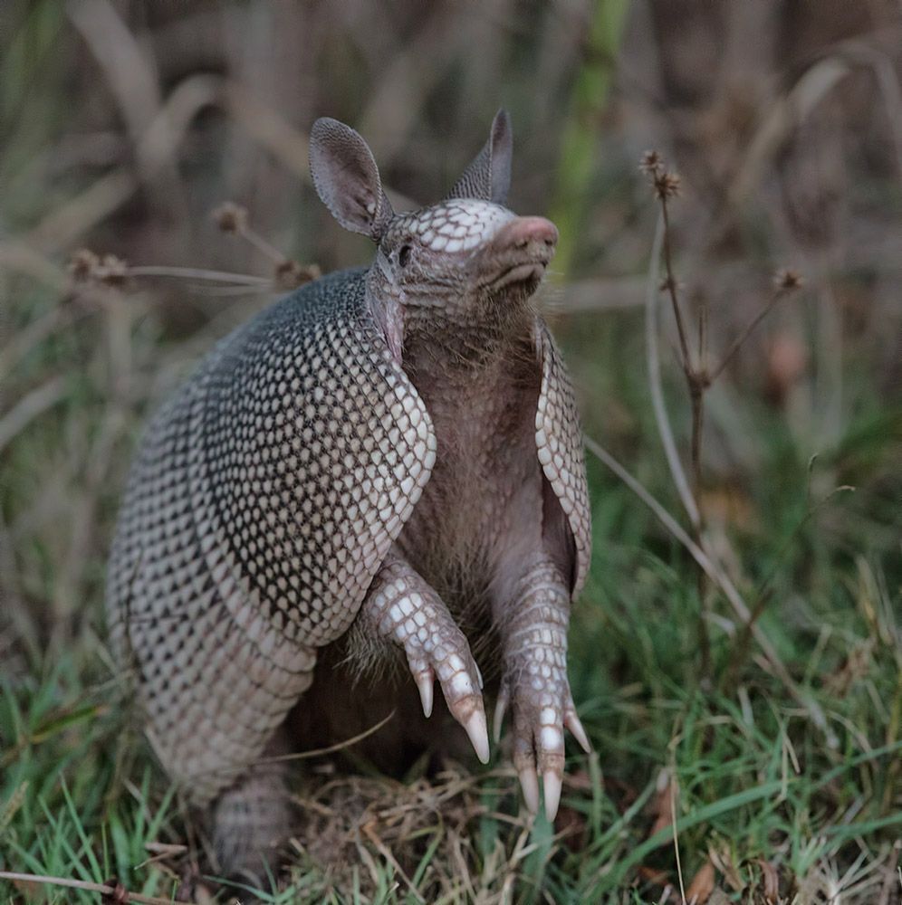 Броненосец - Armadillo