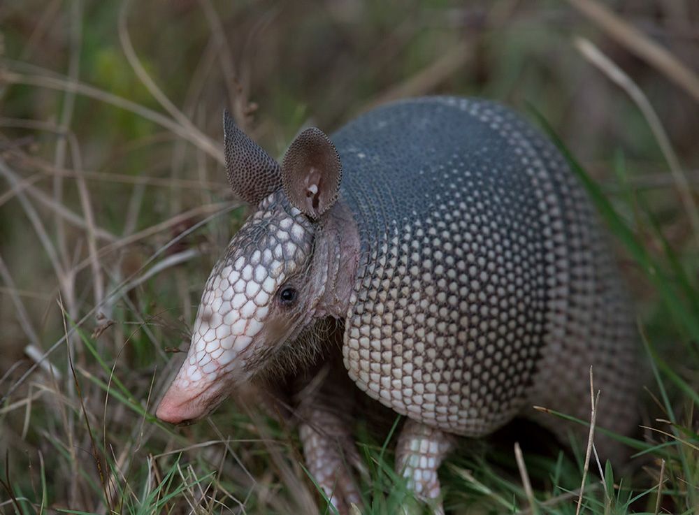 Броненосец - Armadillo
