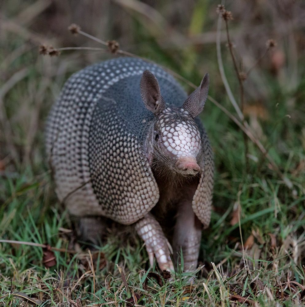 Броненосец - Armadillo
