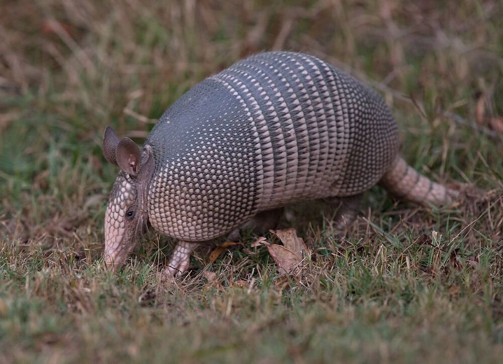 Броненосец - Armadillo