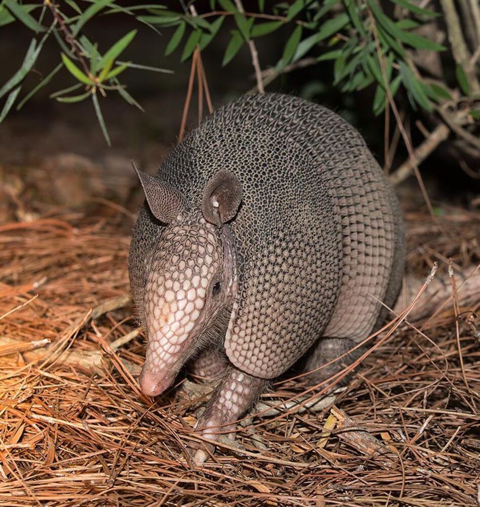 Броненосец - Armadillo