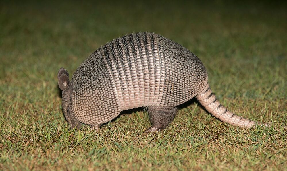 Броненосец - Armadillo