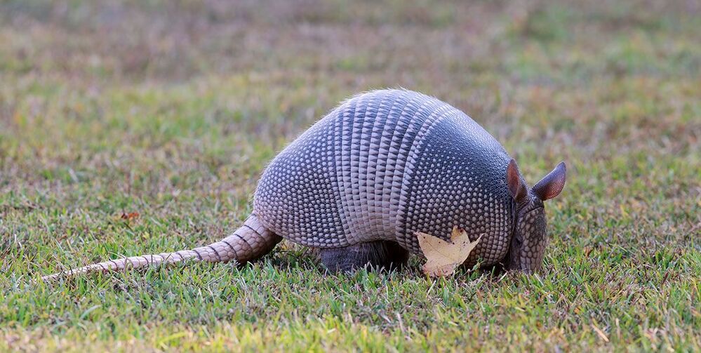 Броненосец - Armadillo