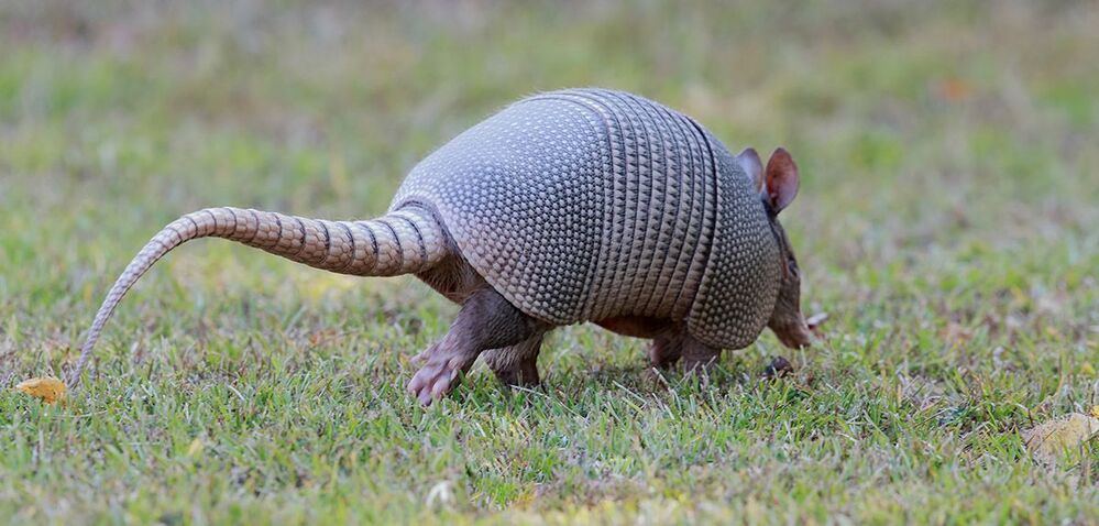 Броненосец - Armadillo