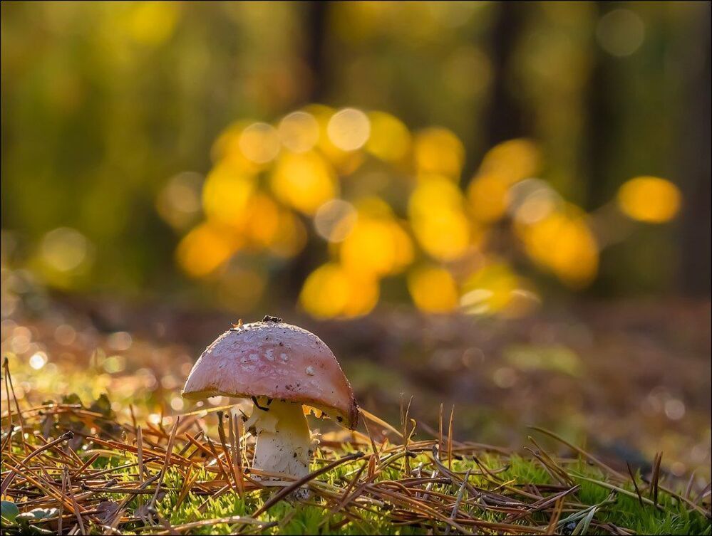 Рисовала осень красками....