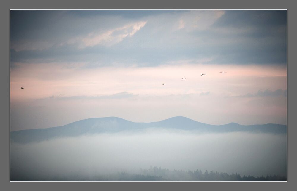 Goodbuy my country fog